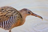 _MG_5488 King Rail.jpg