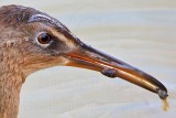 _MG_5488crop King Rail.jpg