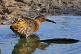 _MG_5709 King Rail.jpg