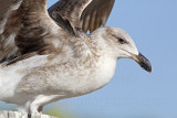 _MG_2979 Yellow-footed Gull.jpg
