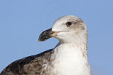 _MG_2994 Yellow-footed Gull.jpg