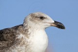 _MG_2998 Yellow-footed Gull.jpg