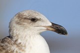 _MG_3023 Yellow-footed Gull.jpg