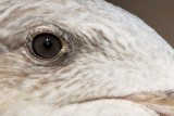 _MG_3045 crop2 Yellow-footed Gull.jpg