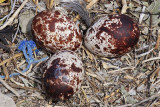 Osprey - Nest: 3 Eggs