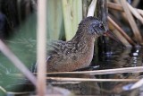 _MG_5099 Virginia Rail.jpg