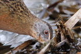 _MG_8319 Virginia Rail.jpg