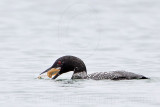 _MG_3670 Common Loon.jpg