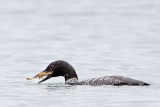_MG_3671 Common Loon.jpg