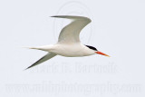 _MG_3743 Elegant Tern.jpg