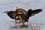 _MG_5172 White-faced Ibis.jpg