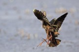 _MG_5176 White-faced Ibis.jpg