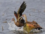 _MG_5182 White-faced Ibis.jpg