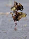 _MG_5186 White-faced Ibis.jpg