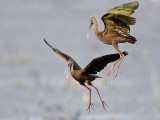 _MG_5196 White-faced Ibis.jpg