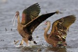 _MG_5205 White-faced Ibis.jpg