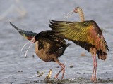 _MG_5206 White-faced Ibis.jpg