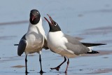 _MG_0028 Laughing Gull courtship feeding.jpg