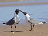 _MG_0065 Laughing Gull courtship feeding.jpg