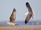 _MG_0996 Lesser Black-backed Gull & Herring Gull.jpg