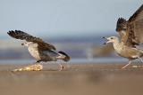 _MG_1077 Herring Gull.jpg