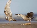 _MG_1079 Herring Gull.jpg