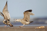 _MG_1080 Herring Gull.jpg