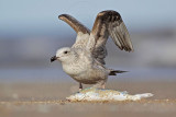 _MG_1146 Herring Gull.jpg