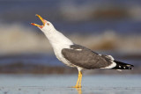 _MG_2065 Lesser Black-backed Gull.jpg