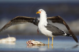 _MG_2453 Lesser Black-backed Gull & Herring Gull.jpg