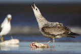 _MG_2466 Lesser Black-backed Gull & Herring Gull.jpg