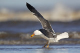 _MG_2512 Lesser Black-backed Gull.jpg