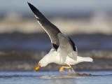 _MG_2513 Lesser Black-backed Gull.jpg