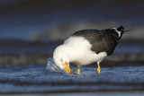 _MG_2712 Lesser Black-backed Gull.jpg