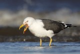 _MG_2720 Lesser Black-backed Gull.jpg