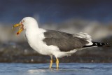 _MG_2722 Lesser Black-backed Gull.jpg