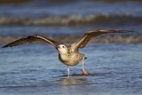 _MG_2801 Herring Gull.jpg