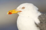 _MG_2854crop Lesser Black-backed Gull.jpg