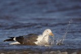 _MG_3009 Lesser Black-backed Gull.jpg