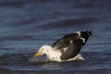 _MG_3129 Lesser Black-backed Gull.jpg