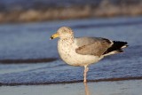 _MG_3551 Lesser Black-backed Gull.jpg