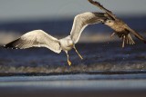 _MG_3626 Lesser Black-backed Gull & Herring Gull.jpg