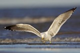 _MG_3628 Lesser Black-backed Gull.jpg