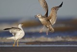 _MG_3643 Lesser Black-backed Gull & Herring Gull.jpg