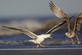 _MG_3644 Lesser Black-backed Gull & Herring Gull.jpg