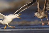 _MG_3644crop Lesser Black-backed Gull & Herring Gull.jpg