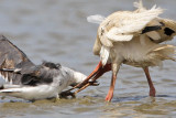 _MG_7986crop 800.jpg
