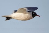 _MG_7026 Franklins Gull.jpg