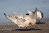 _MG_8097 Sandwich Tern.jpg