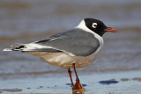 _MG_8686 Franklins Gull.jpg